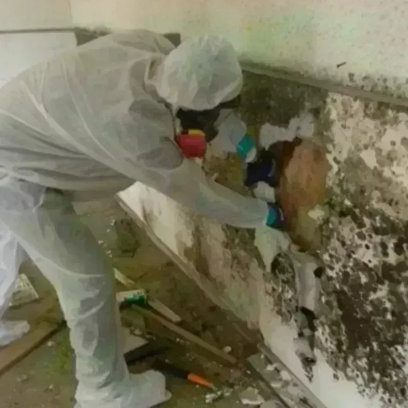 Mold Remediation and Removal in Secaucus, NJ